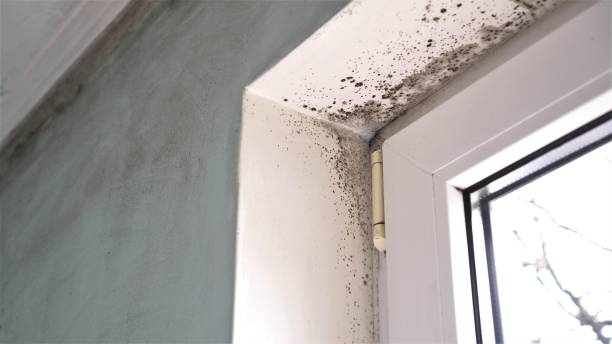 Best Commercial Mold Removal  in Green Springs, OH