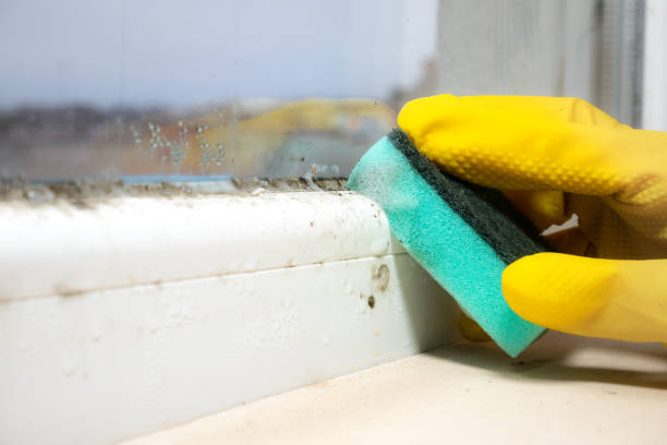 Best Home Mold Removal  in Green Springs, OH