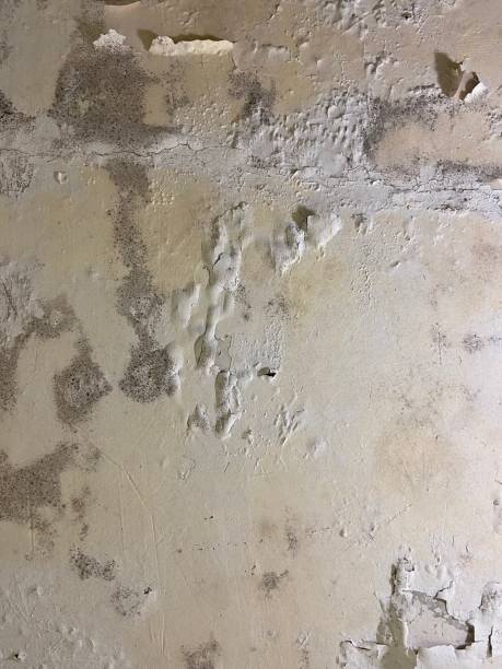 Best Emergency Mold Removal  in Green Springs, OH